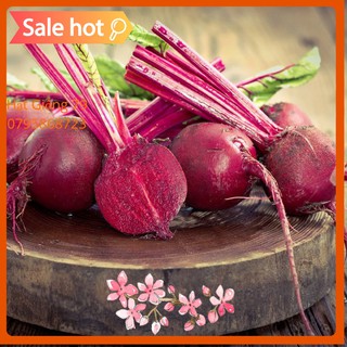 HẠT GIỐNG CỦ DỀN ĐỎ 5 Gr