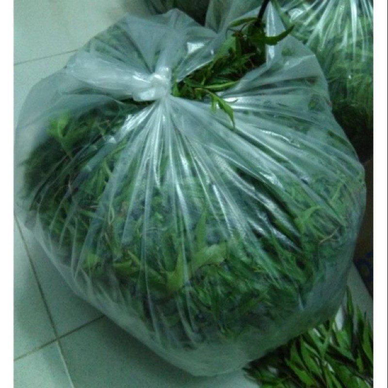 Lá Đinh lăng tươi - 1kg