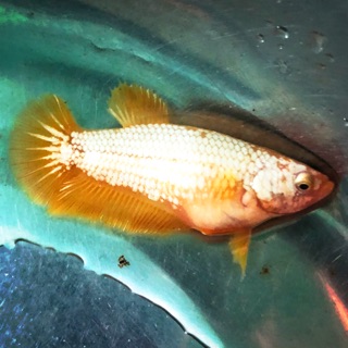 Betta rồng vàng