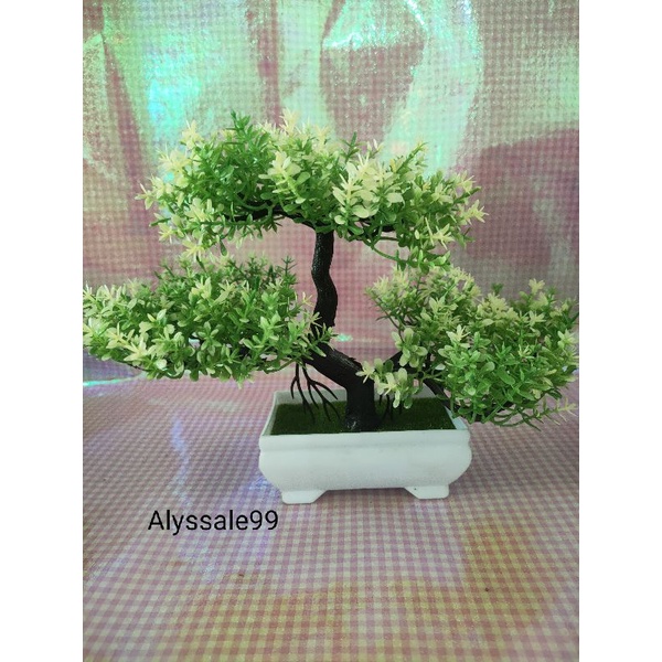 Cây cảnh thanh lí