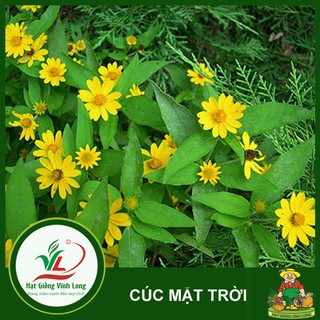Hạt giống hoa Cúc mặt trời - 20 hạt