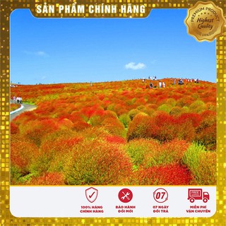 Hạt Giống Cỏ Đổi Màu Nhật Bản(50 hạt)