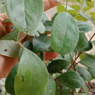 Cây Sim rừng