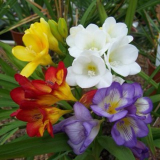 củ LAN NAM PHI THƠM CÁNH KÉP-CỦ GIỐNG