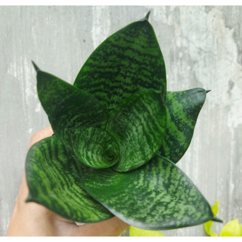 Cây lưỡi mèo Thái lan lùn