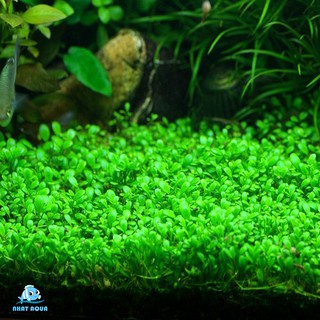 Cây thủy sinh Trân châu nhật