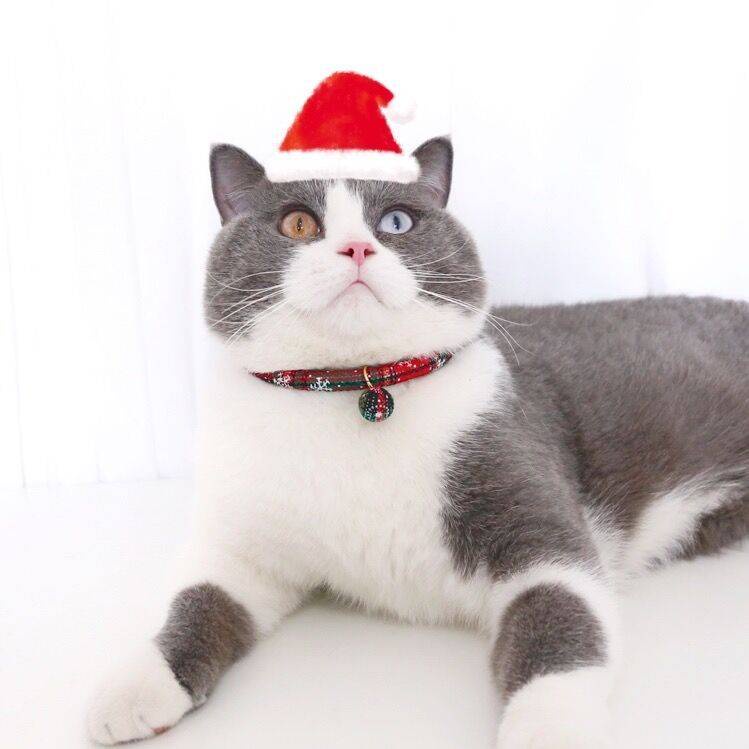 Vòng Đeo Cổ Họa Tiết Giáng Sinh Cho Thú Cưng