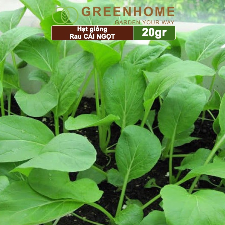Hạt giống rau cải ngọt Greenhome, gói 20g, dễ trồng, thu hoạch nhanh R03