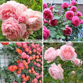 Combo hạt giống hoa hồng (HĐ)