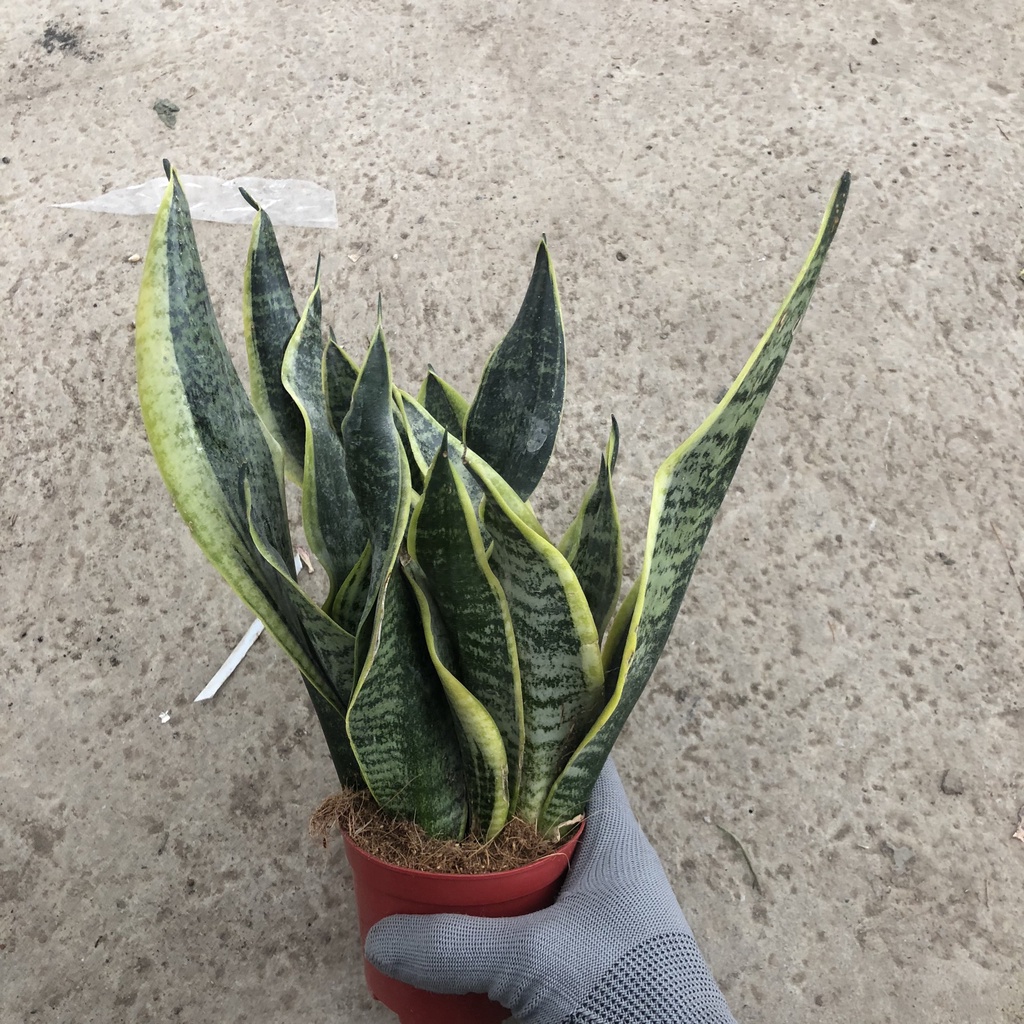 Cây để bàn - Cây lưỡi hổ 3 Thân cao 20cm lá dày đẹp dễ chăm sóc, thanh lọc không khí cưc tốt