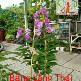 Bằng Lăng Thái Cây (cây cao 80-120cm ) Mọc Hoa quanh năm