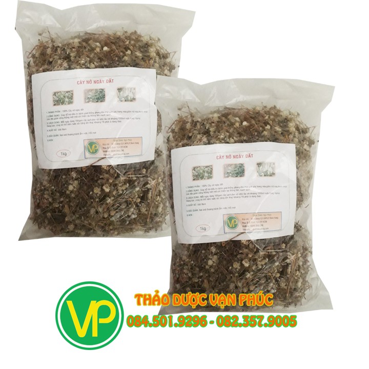 Cây nở ngày đất 1kg