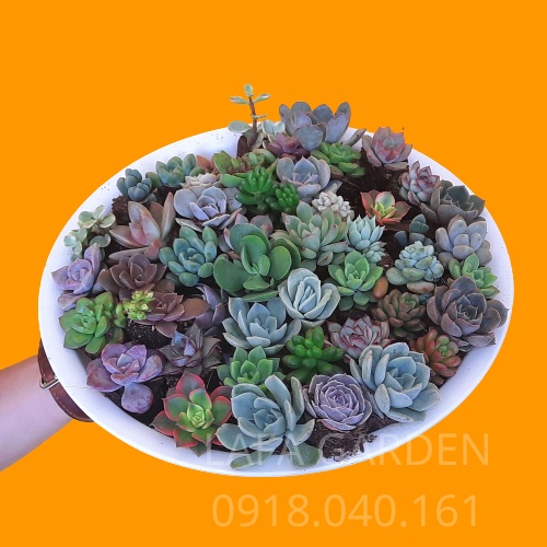 Sen đá mini, Combo cây sen đá mini LAFA GARDEN kích thước 2-4cm, nhiều màu sắc