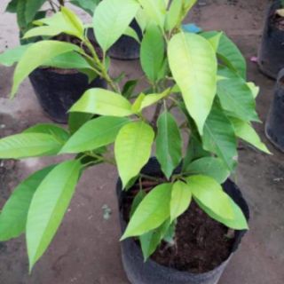 CÂY HOA NGỌC LAN