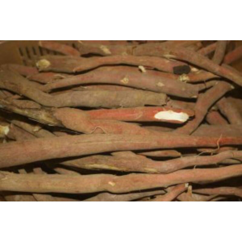 sỉ lẻ sâm cau đỏ tươi 1kg