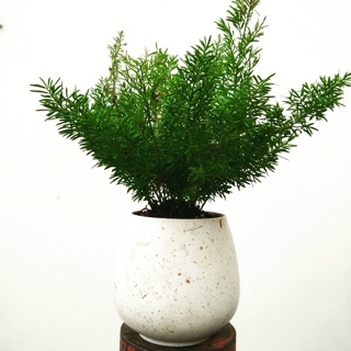 CÂY TÙNG ĐUÔI CHỒN - TẶNG CHẬU SỨ