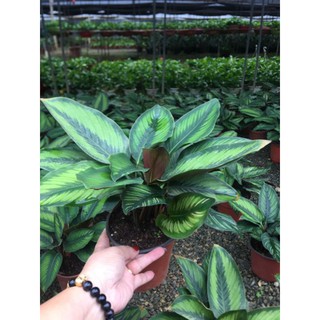 giá gốc-CÂY ĐUÔI CÔNG LÁ TÍM DÀI