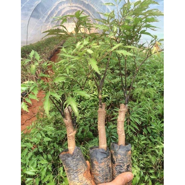 CĐINH LĂNG NẾP LÁ NHỎ có bán sỉ mua 5 cây tặng 1 cây