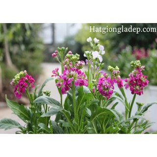 Hạt Giống Hoa Hoàng Anh