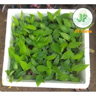 Cây giống Chuối Tiêu Hồng ( Chuối Nùn) cấy mô, quả thơm ngon bổ dưỡng