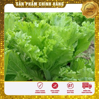 Hạt Giống Cải Bẹ Mào Gà(20 gr)