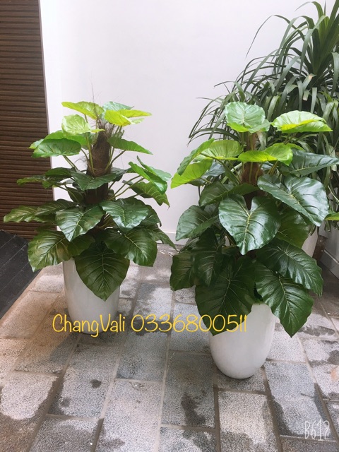 Cây giả-Cây trầu bà giả 1,2m kèm chậu - HN