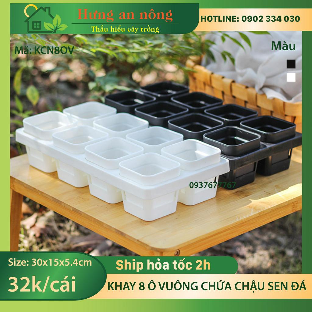 KCN8OV - khay chữ nhật 8 ô vuông dùng chứa chậu từ 6cm - 7cm trồng sen đá xương rồng tiện di dời