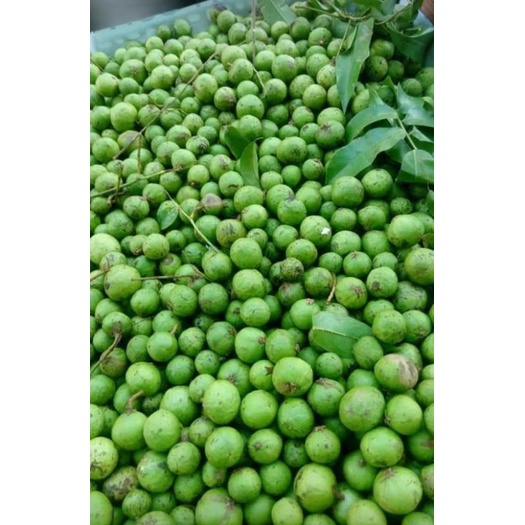 SẤU QUẢ MIỀN BẮC NGUYÊN QUẢ ĐÃ BẢO QUẢN ĐÔNG LẠNH BỊCH 500GR