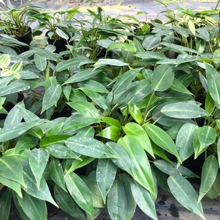 Trầu bà tỷ phú 🌿🌿🌿