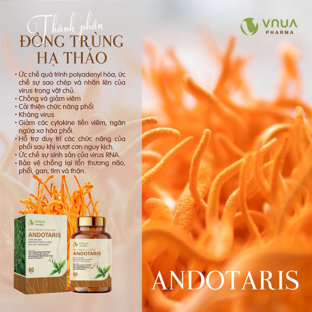 Andotaris VNUA Pharma Viên Uống Tăng Sức Đề Kháng Giảm Nguy Cơ Viêm Đường Hô Hấp, Viên Uống Xuyên Tâm Liên - Hộp 60 Viên