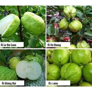 Cây giống Ổi nữ hoàng cho trái sớm.
