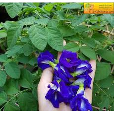 HẠT GIỐNG HOA ĐẬU BIẾC DÙNG LÀM MÀU GÓI 20 HẠT