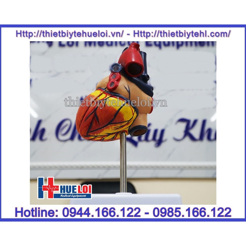 Mô hình giải phẫu tim người