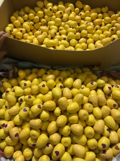 Máy ấp trứng mini - 50 trứng