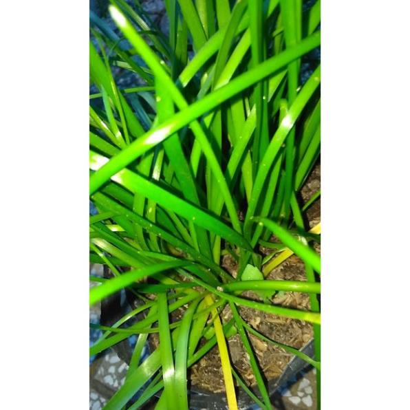 Cây Ngãi mến Khách - Cây ngãi lá hẹ- hẹ mưa - cây mến khách - cây chiêu tài lan mến khách hoa màu hồng quến khách