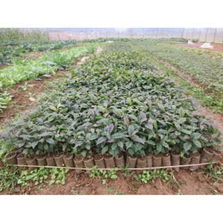 COMBO 5 CÂY GIỐNG XẠ ĐEN 50K