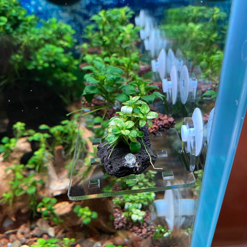 Vỉ mica acrylic ươm ráy,tấm nâng giá thể trồng rêu bucep , vỉ trồng cây thủy sinh, khay trồng rêu