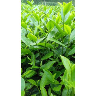 Chè Thái Nguyên Thượng hạng