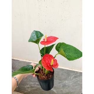 Chậu mềm hồng môn để bàn