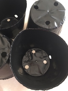 1kg túi ươm cây size to