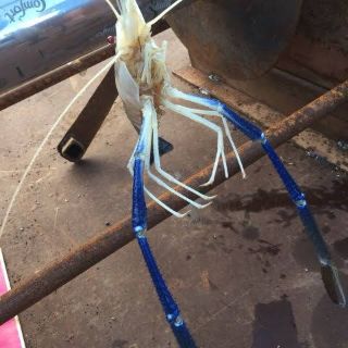 Tinh mùi câu tôm mayme