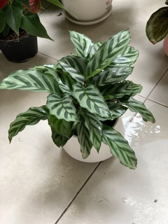 Đuôi công ( chậu nhựa)