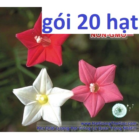 20h Hạt Giống Hoa Tóc Tiên Leo Mix Màu