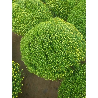Com bo 10 cây giống cúc mâm xôi vàng