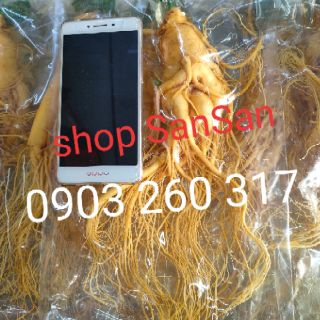 (Hàng có sẵn) Nhân Sâm tươi củ lớn