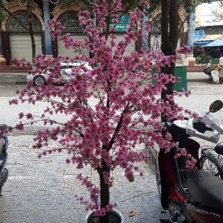 Cành hoa anh đào