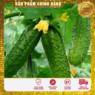Hạt Giống Dưa Leo Bao Tử ( gói 10 hạt)