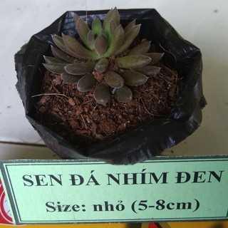 Sen đá nhím đen - size nhỏ (5-8cm)