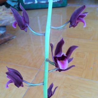 CỦ ĐỊA LAN LUÂN CÓ 4 MÀU HÀNG RỪNG