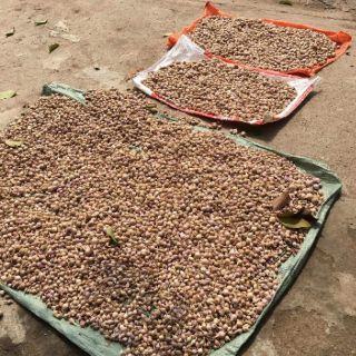 [500g Tỏi cô đơn] Đặc sản Sơn La